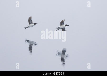 Zwei Brunnich Trottellummen im Flug über eine ruhige See in der Arktis Stockfoto