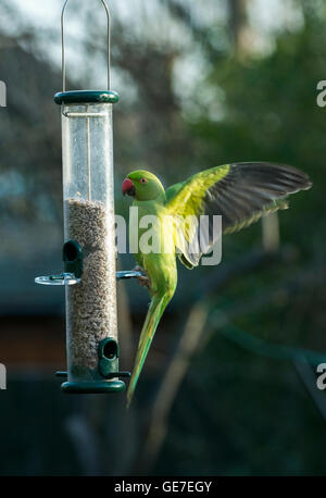 Rose-beringt oder Ring-necked Parakeet (geflohen waren) am Futterhäuschen für Vögel im Stadtgarten.  London, UK. Stockfoto