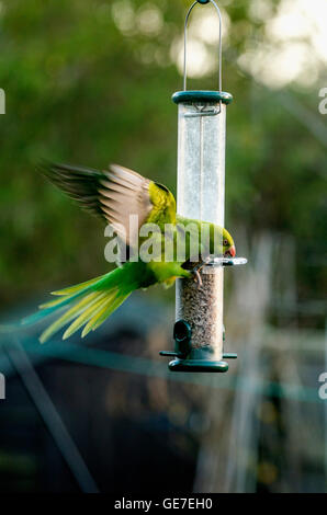 Rose-beringt oder Ring-necked Parakeet (geflohen waren) am Futterhäuschen für Vögel im Stadtgarten.  London, UK. Stockfoto