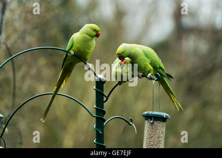 Rose-beringt oder Ring-necked Parakeet (geflohen waren) am Futterhäuschen im Stadtgarten.  London, UK. Stockfoto