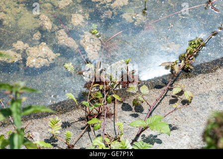 Eine weibliche Kaiser Libelle Eiablage am Rand eines Teiches Tau auf Southerham Down, Lewes, East Sussex Stockfoto