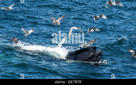 Boston Harbor Whale Watching Abenteuer Stockfoto