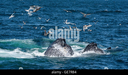 Boston Harbor Whale Watching Abenteuer Stockfoto