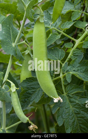 Erbsen in einem Garten wächst Stockfoto