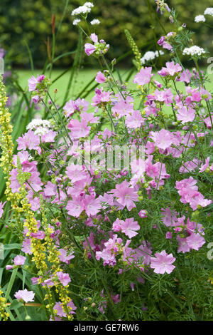 Malva Alcea, Stockrose Malve Blüte in einem Landschaftsgarten Stockfoto