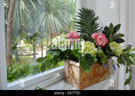 Haus Pflanze Hortensie und grüne Blätter in einem Keramiktopf auf der Fensterbank Stockfoto