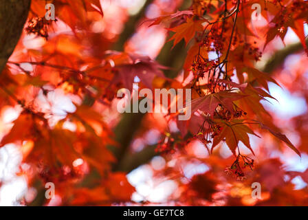 Nahaufnahme der Japanischen Roten Ahorn Blätter im Frühjahr an einem sonnigen Tag. Stockfoto