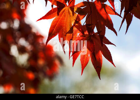 Nahaufnahme der Japanischen Roten Ahorn Blätter im Frühjahr an einem sonnigen Tag. Stockfoto