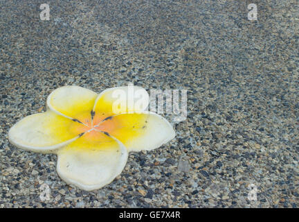 Plumeria Blume auf einem Hintergrund, der Beton, Kies. Stockfoto