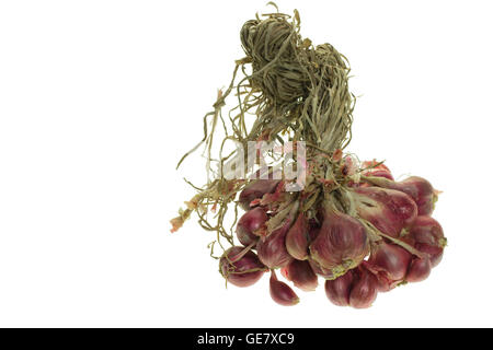 Schalotten auf weißem Hintergrund (Allium Ascalonicum) Stockfoto