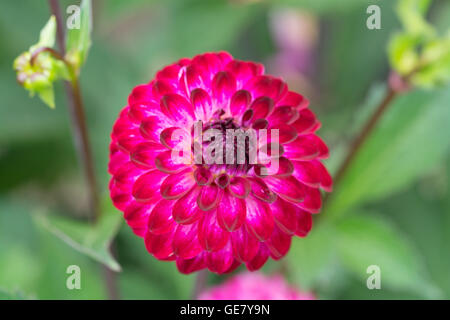 Dahlie wenig Robert Stockfoto