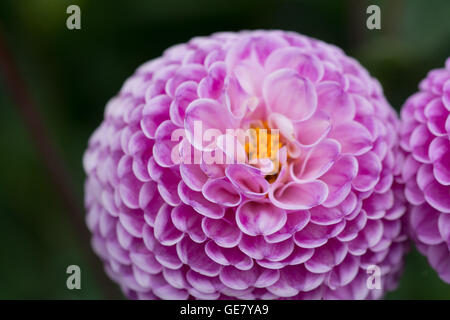 Nahaufnahme von dahlie Franz Kafka Stockfoto