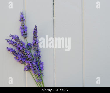 Zweig der Lavendel auf einem weißen Hintergrund Holz Stockfoto