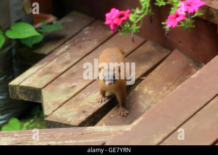 Sibirischer Weasel (Mustela Sibirica) in Japan Stockfoto