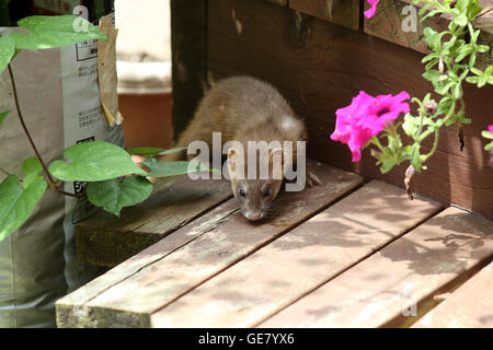 Sibirischer Weasel (Mustela Sibirica) in Japan Stockfoto