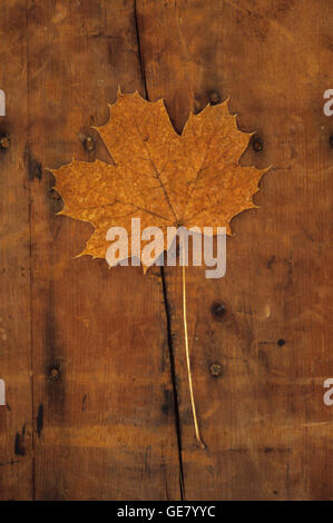 Nahaufnahme von oben braun Herbst Blatt des Spitz-Ahorn oder Acer Platanoides Baum liegend auf Holz Stockfoto