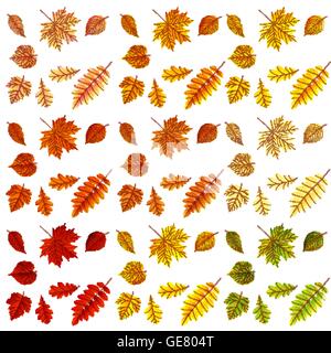 Reihe von bunten Herbstlaub. EPS 10 Stock Vektor