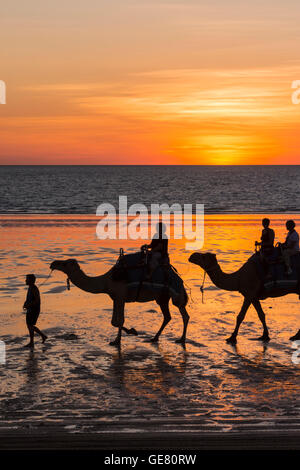 Kamele am Cable Beach bei Sonnenuntergang, Cable Beach, Broome, Kimberley, Western Australia Stockfoto