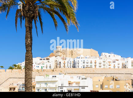 Palme gerahmt Papa Luna Schloss und Altstadt auf der felsigen Landzunge an der Costa del Azahar, Peniscola, Spanien Stockfoto