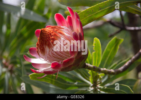 Seitenansicht des Protea Blume wächst wild in den Drakensbergen, Berge von Südafrika Stockfoto