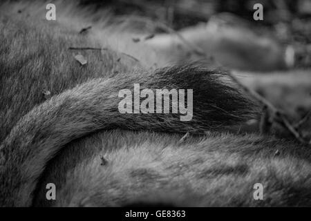 Schweif des Löwen in schwarz und weiß in den Kruger National Park, Südafrika. Stockfoto