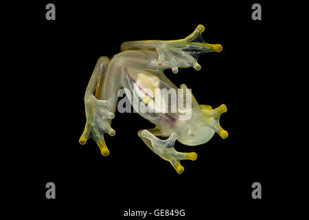 Transparente Bauch Unterseite des männlichen Glassfrog (Hyalinobatrachium Aureoguttatum), Canande River Reserve, Choco Wald, Ecuador Stockfoto