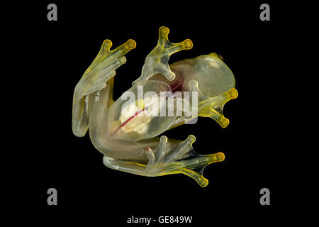 Transparente Bauch Unterseite des männlichen Glassfrog (Hyalinobatrachium Aureoguttatum), Canande River Reserve, Choco Wald, Ecuador Stockfoto