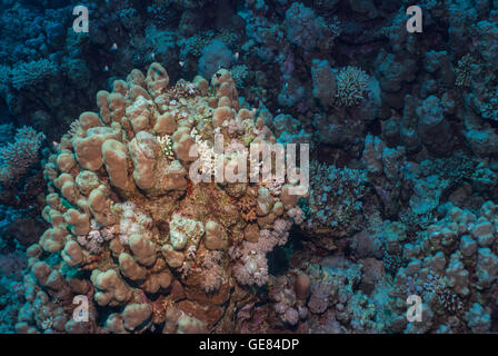 Lappen Korallen Porites Nodifera, Poritidae, Rotes Meer, Sharm el-Sheikh, Ägypten Stockfoto