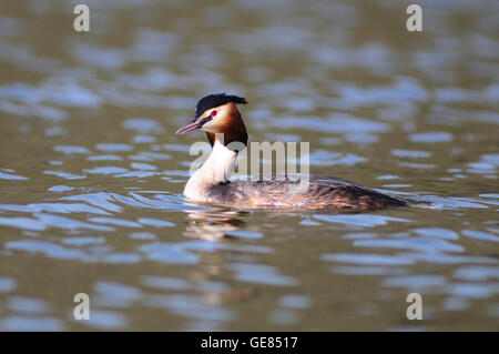 Great crested Haubentaucher Podiceps cristatus Stockfoto