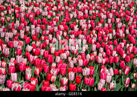 Rote holländische Tulpen, Tulipa, Lisse in der Nähe von Leiden, Niederlande Stockfoto