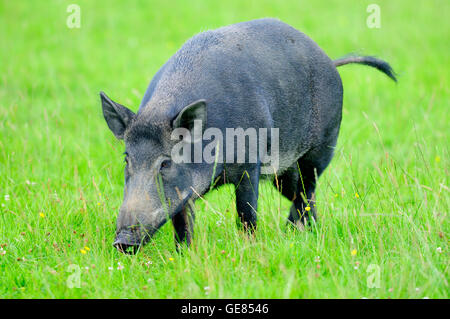 Weibliches Wildschwein im Feld Stockfoto