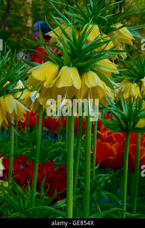 Nahaufnahme von einem gelben Kaiser Krone, rote Tulpen im Hintergrund Stockfoto