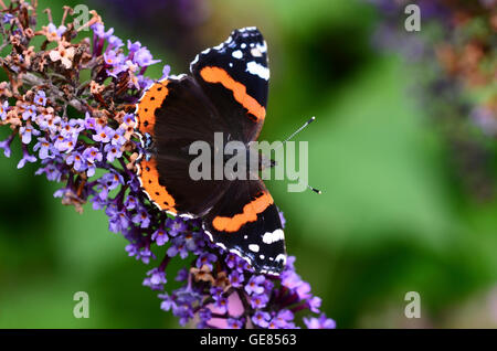 Red Admiral Vanessa Atalanta Stockfoto