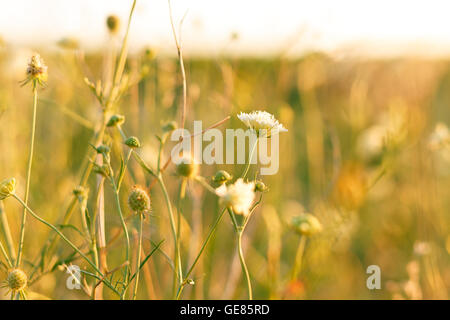 Wiese. wilde Blumen und Pflanzen bei Sonnenuntergang in der Nähe Stockfoto