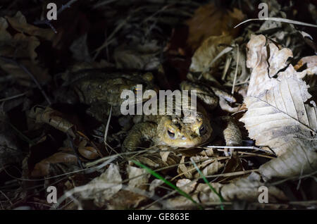 Wien, Wien: gemeinsame Kröte (Bufo Bufo) auf ihrem nächtlichen Spaziergang das Laichen Gelände, Österreich, Wien, 14. Stockfoto