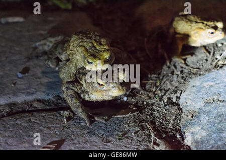 Wien, Wien: Gemeinsame Kröten (Bufo Bufo) auf ihrem nächtlichen Spaziergang zu den Laichgründen, trägt ein Weibchen ein Männchen, Österreich, Wien, Stockfoto