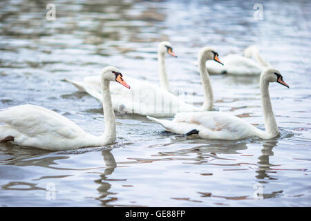 Schöne Schwäne in Prag Moldau und Karlsbrücke im Hintergrund. Die meisten Karluv und weiße Schwäne Stockfoto