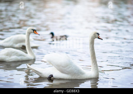 Schöne Schwäne in Prag Moldau und Karlsbrücke im Hintergrund. Die meisten Karluv und weiße Schwäne Stockfoto