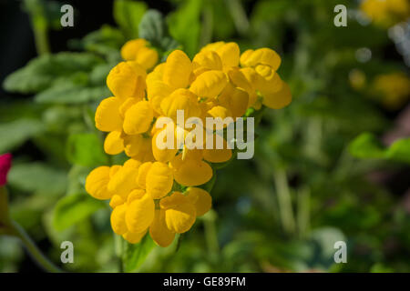 gelbe Blume, Calceolaria Pocket Slipper Blume Blüte im grünen Garten Hintergrund. Stockfoto