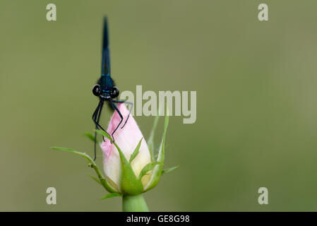 Männliche Gebänderten Prachtlibelle auf rose Knospe Stockfoto