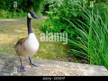 Einsame Gans gesehen Blick auf die Fotografie. Der Erwachsene Vogel steht auf einem provisorischen Holzsteg am Wasserrand. Stockfoto