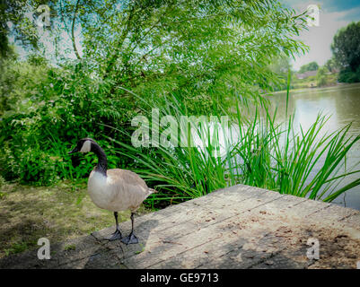 Einsame Gans gesehen Blick auf die Fotografie. Der Erwachsene Vogel steht auf einem provisorischen Holzsteg am Wasserrand. Stockfoto