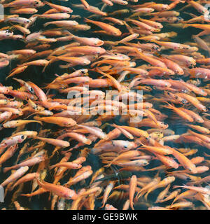 Schule des Fisches im Wasser Stockfoto