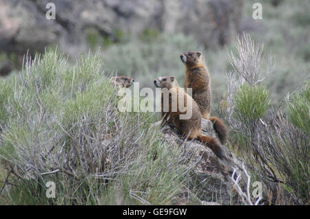 Bauche Murmeltier (Marmota Flaviventris) steht auf einem Felsen im Yellowstone. Stockfoto