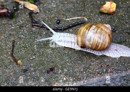 Der große weiße Schnecke auf dem Boden Stockfoto