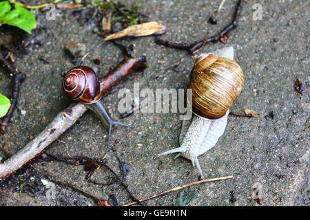 Der große weiße Schnecke auf dem Boden Stockfoto