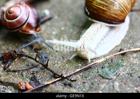 Der große weiße Schnecke auf dem Boden Stockfoto