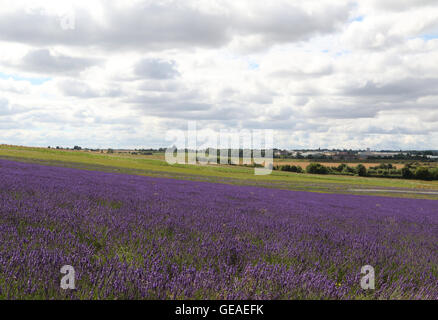 Hitchin Cadwell Farm, Ickleford, Lavendel, Hertfordshire, UK. 24. Juli 2016. UK-Wetter: Menschen nutzen das sonnige Wetter in Cadwell Farm, Lavendel Hitchin, Hertfordshire, Ickleford auf 24. Juli 2016 Credit: KEITH MAYHEW/Alamy Live News Stockfoto