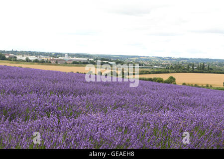 Hitchin Cadwell Farm, Ickleford, Lavendel, Hertfordshire, UK. 24. Juli 2016. UK-Wetter: Menschen nutzen das sonnige Wetter in Cadwell Farm, Lavendel Hitchin, Hertfordshire, Ickleford auf 24. Juli 2016 Credit: KEITH MAYHEW/Alamy Live News Stockfoto