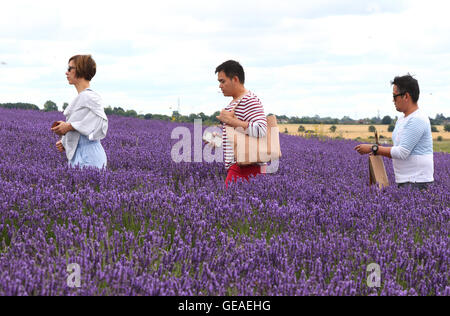 Hitchin Cadwell Farm, Ickleford, Lavendel, Hertfordshire, UK. 24. Juli 2016. UK-Wetter: Menschen nutzen das sonnige Wetter in Cadwell Farm, Lavendel Hitchin, Hertfordshire, Ickleford auf 24. Juli 2016 abgebildet - Besucher genießen Kommissionierung Lavendel in den Bereichen Credit: KEITH MAYHEW/Alamy Live News Stockfoto